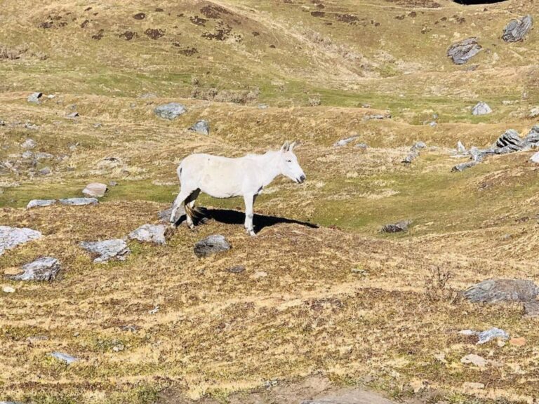 Mule Grazing at Gorson Bugyal - Pic by Bhuvi Uniyal