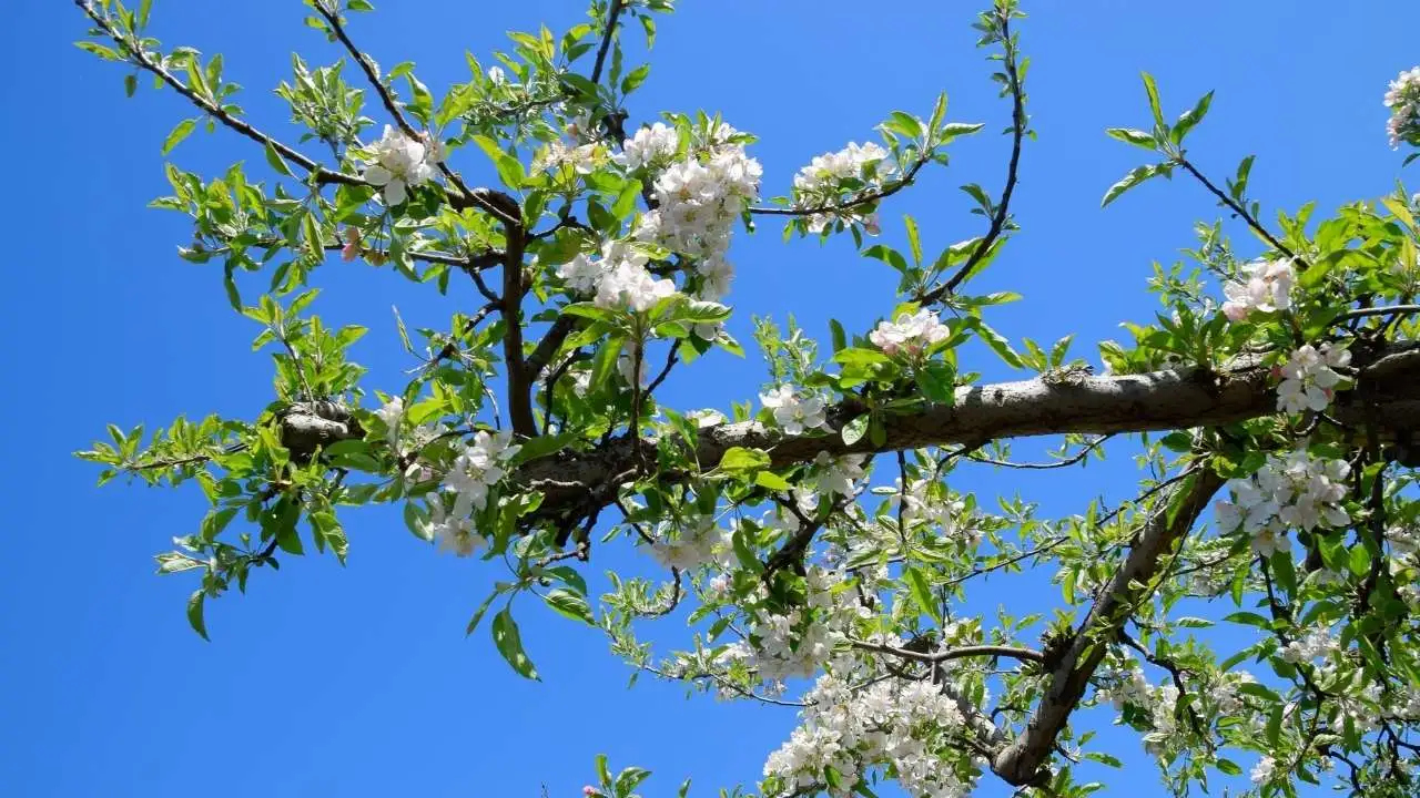 Apple blossom 