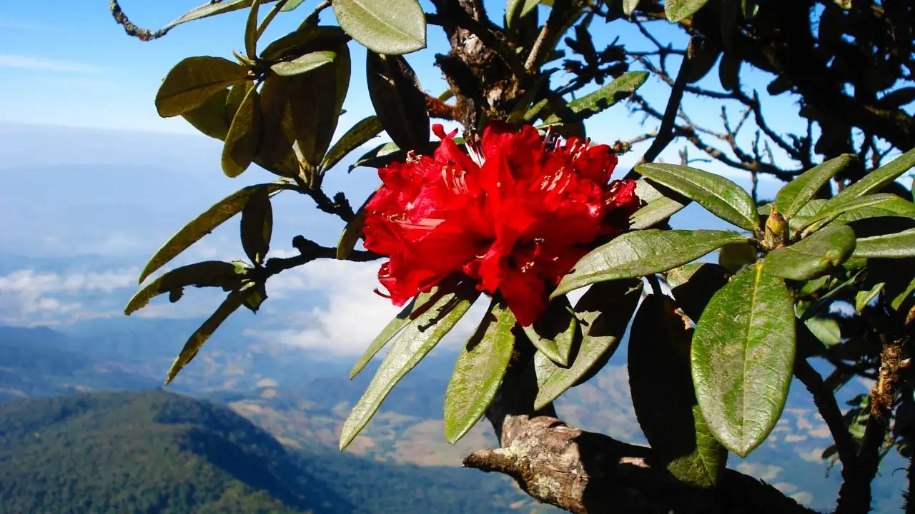 Rhododendron_blooms_during_the_spring