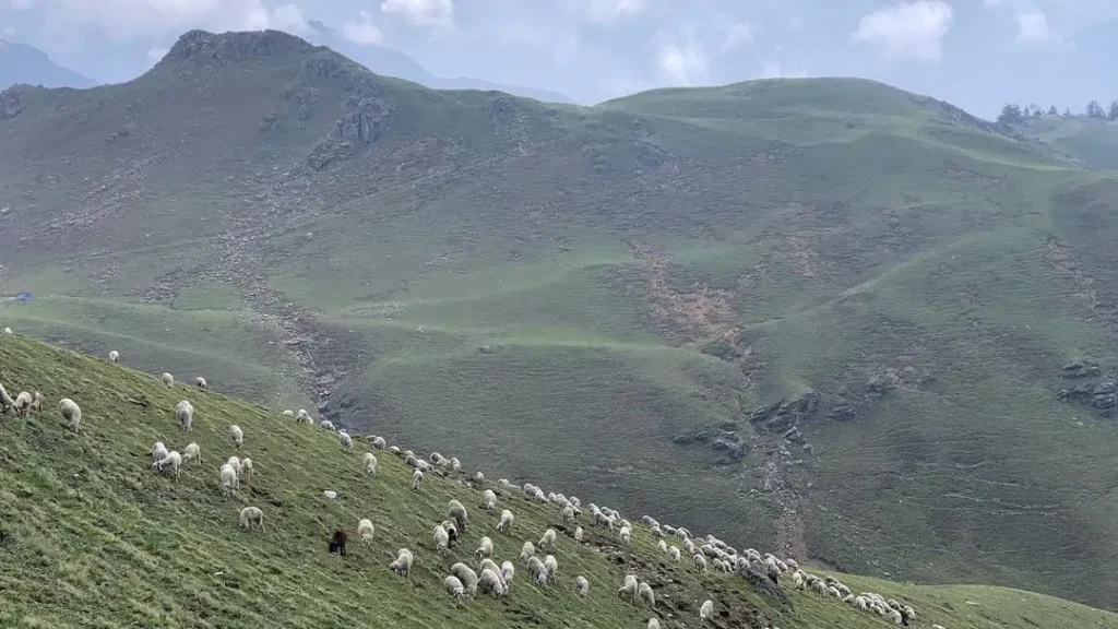 Sheeps grazing at Dayara