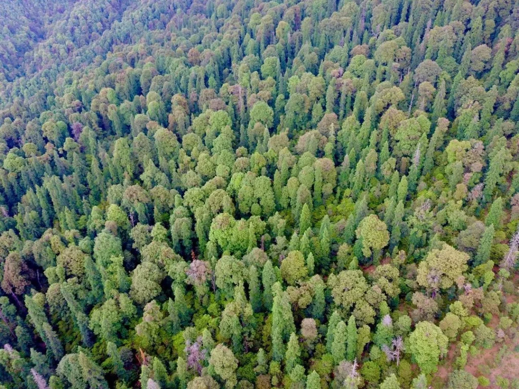 Chaurangi Forest