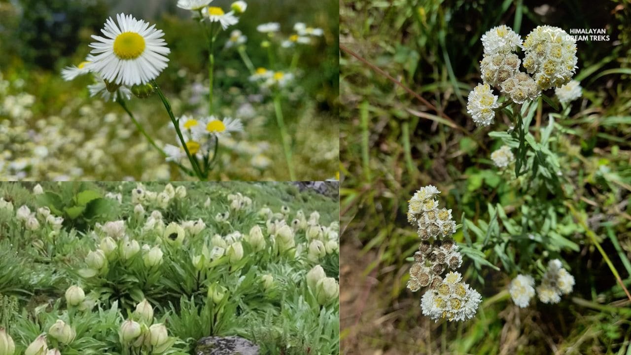 Flora at Bugyals near Sahastra Tal