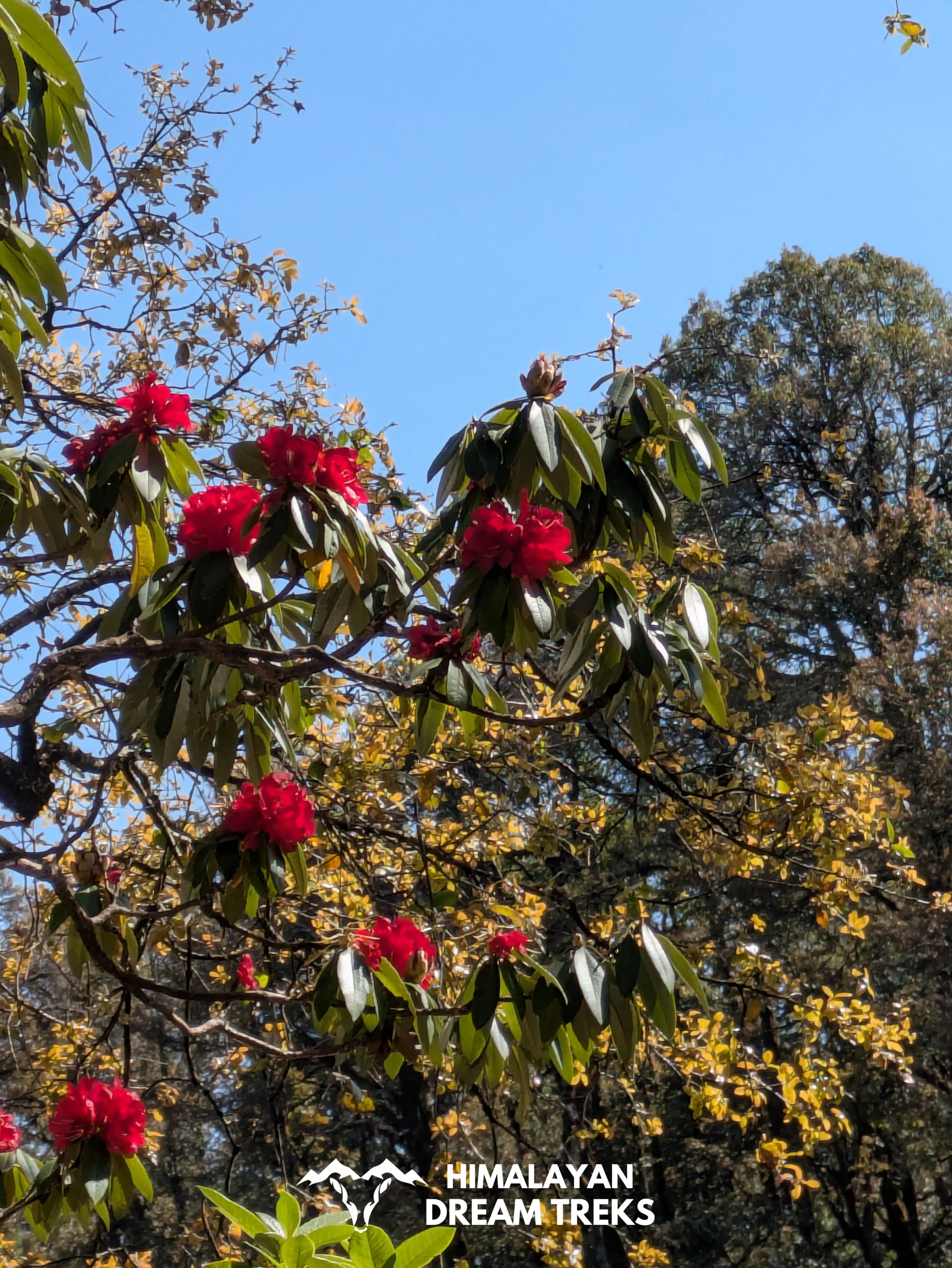 Rhododendron on Nachiketa Tal Trail