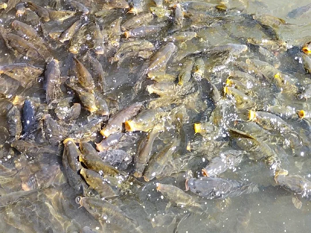 Fishes in Nachiketa Tal