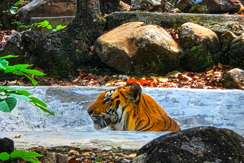 Malsi Deer Park / Dehradun Zoo 