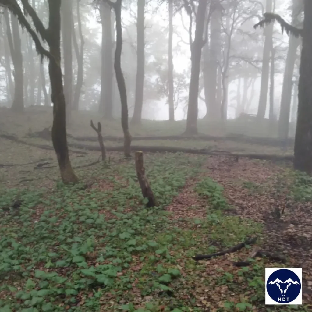 forest trail from chaurangi to kush kalyan bugyal