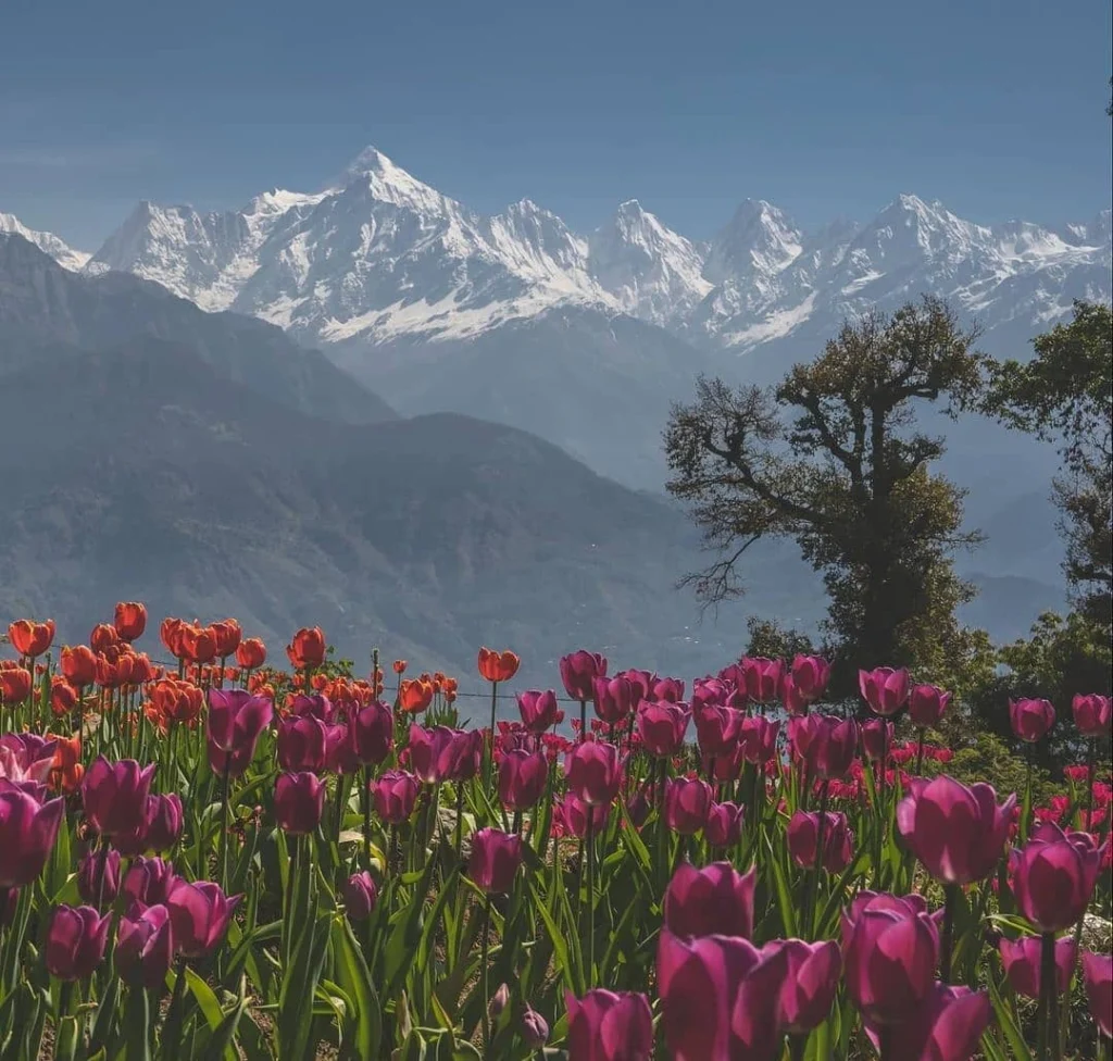 View of Panchachuli Peaks with flowers 