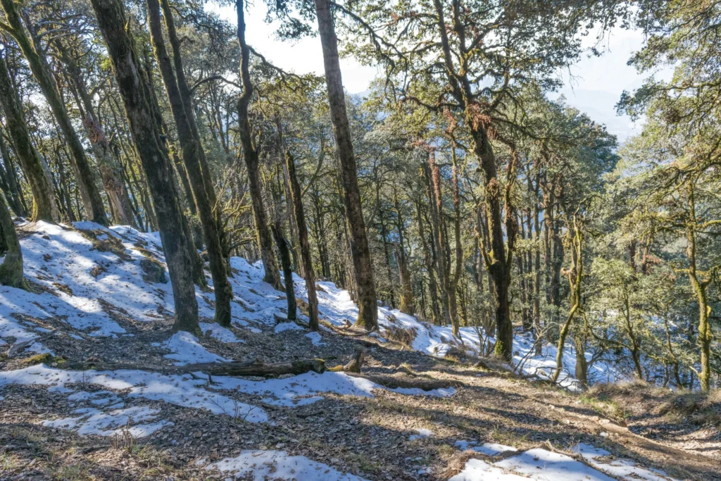 Forest Trail on the way to Nag Tibba