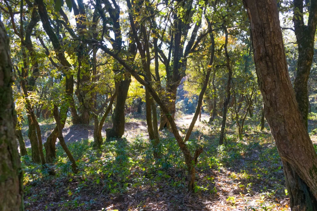 Forest Trail on Nag Tibba Trek