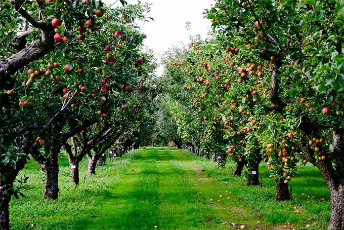 apple orchards