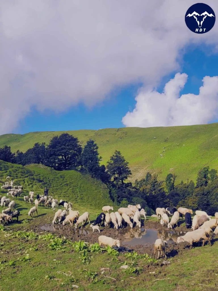 Goat & Sheep grazing the vast and soft grassland of Ali Bedni Bugyal