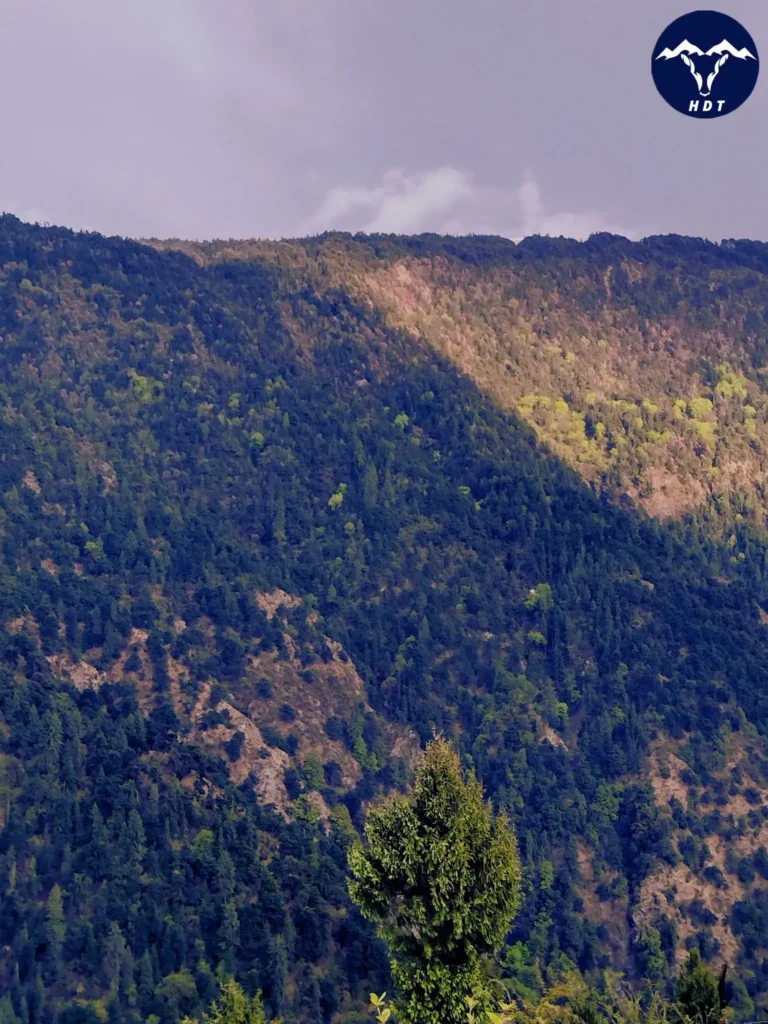 views surrounding the trail of Ali Bedni Bugyal Trek