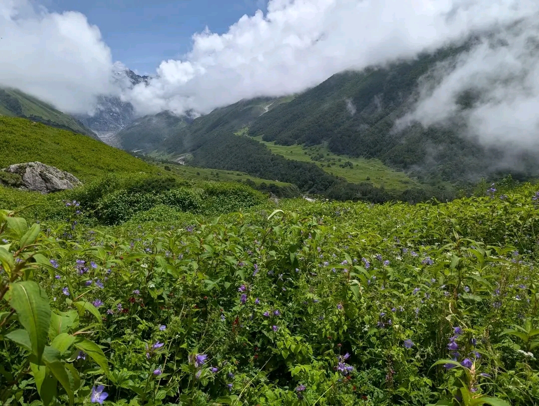 Valley of Flowers