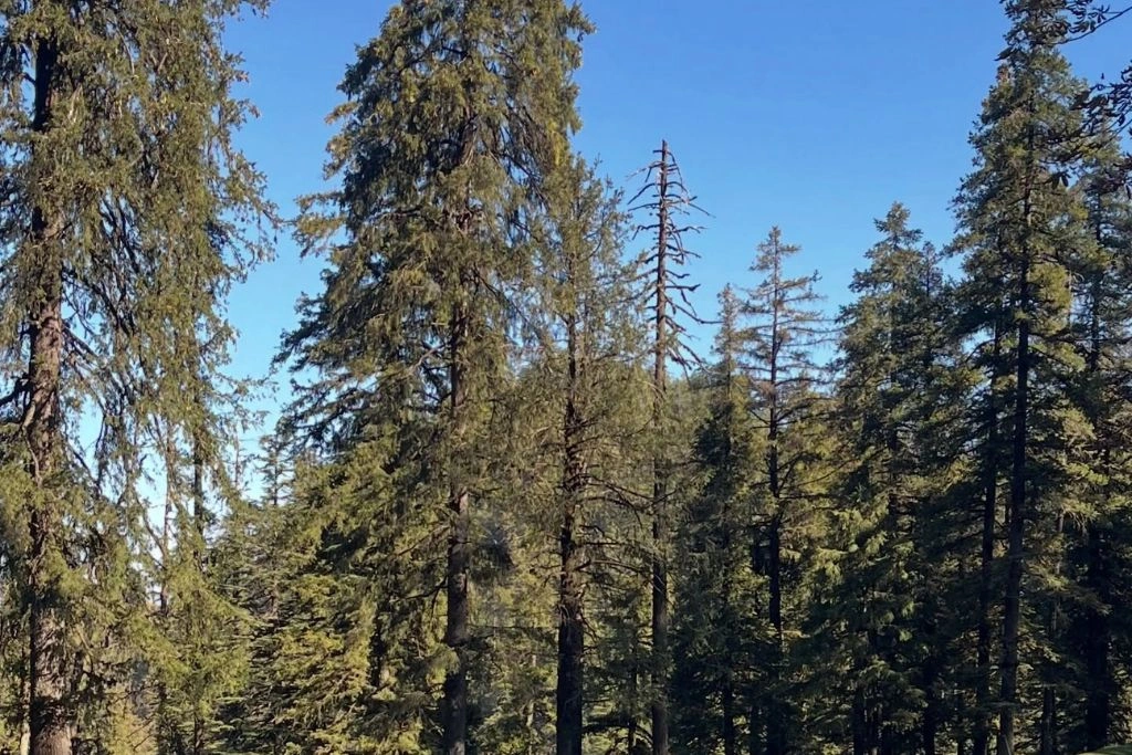 deoban forest in chakrata
