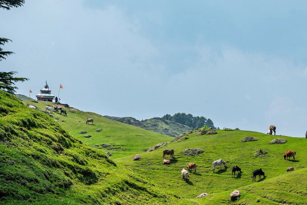 Horse grazing in moila top