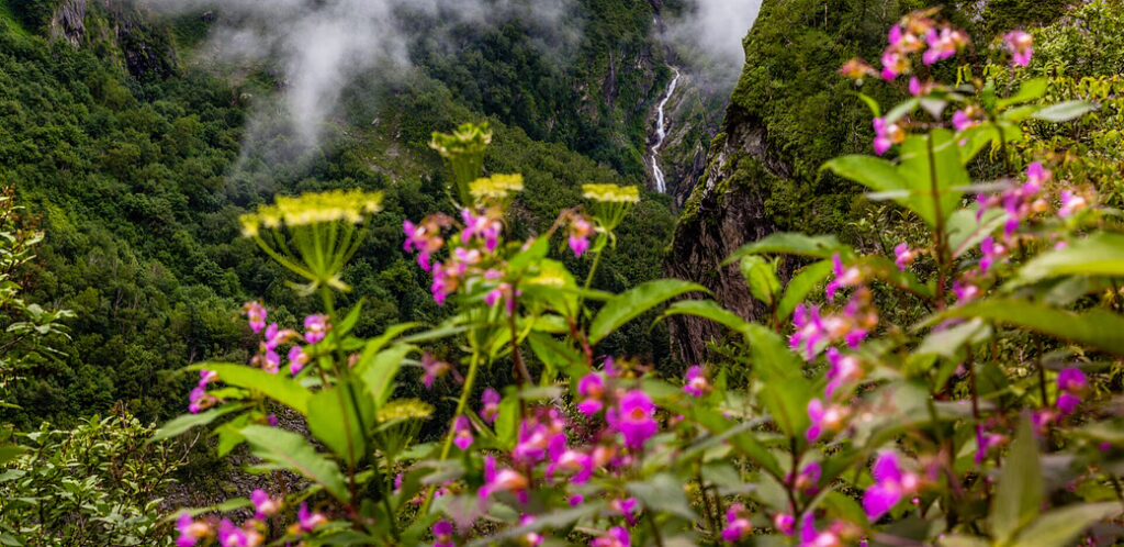 Valley of Flowers Trek