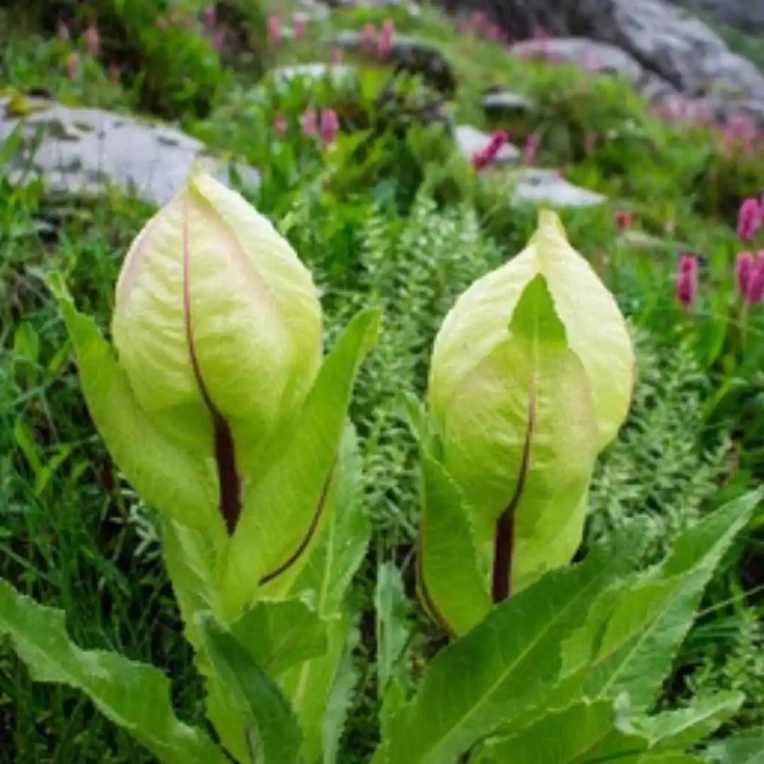 Brahma Kamal