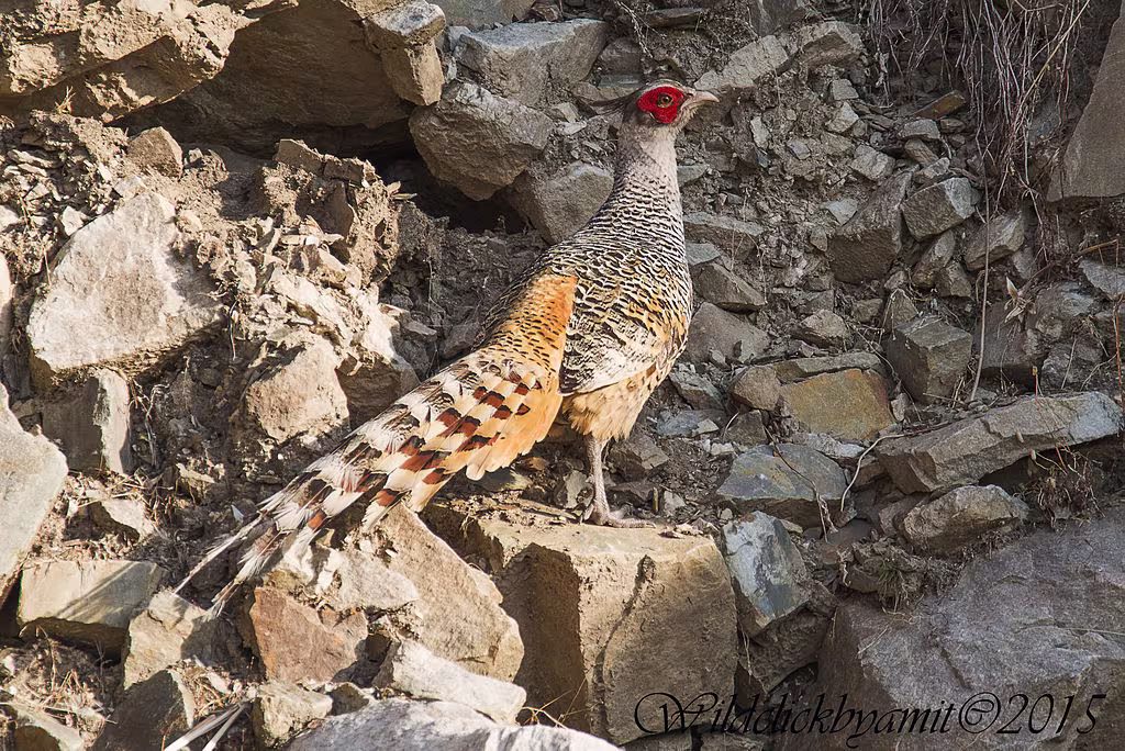 Cheer Pheasant