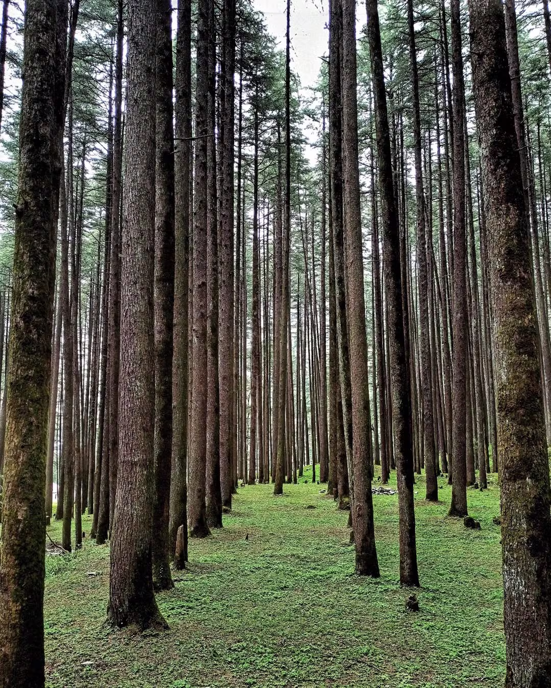 Oak Forest, Devalasri