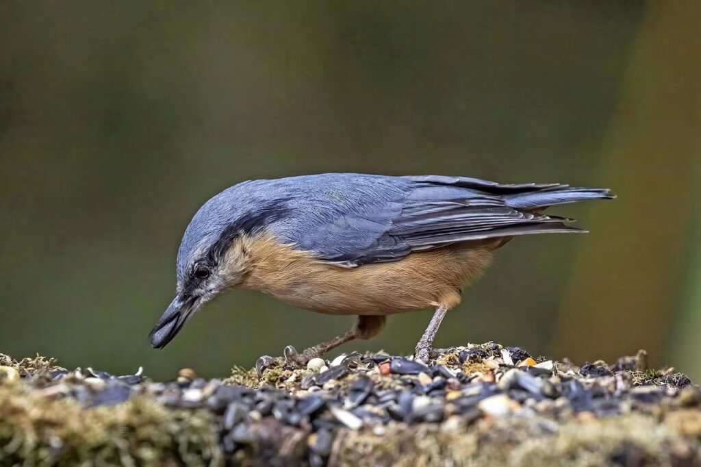 Eurasian_nuthatch