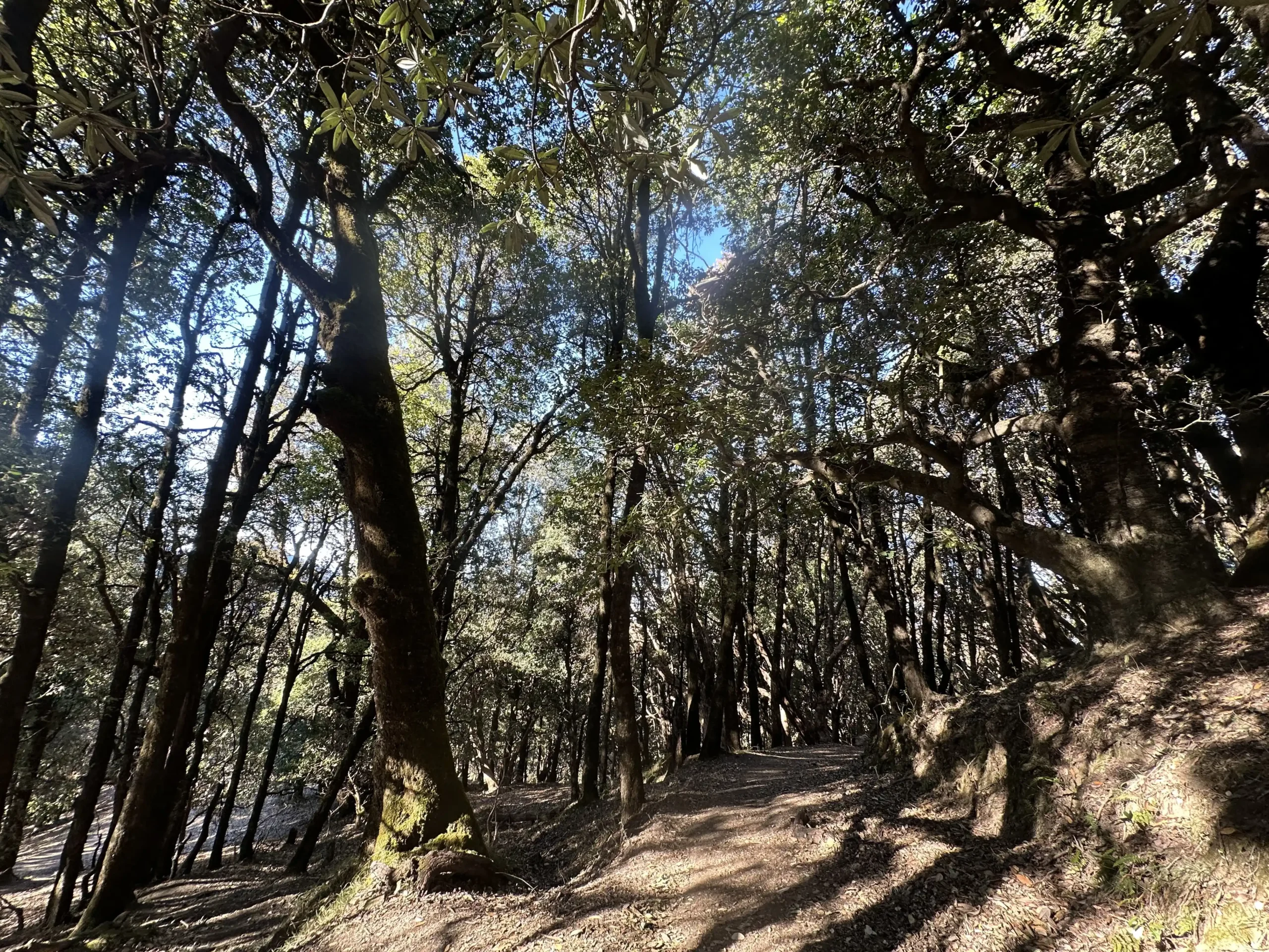 Forest Trail Nag Tibba