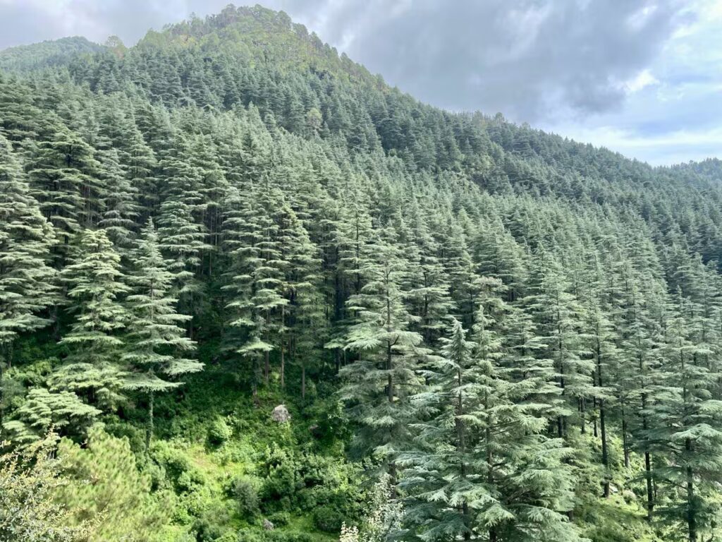 Dense Deodar Forest