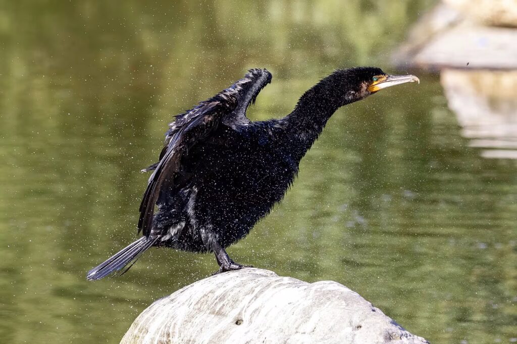 cormorant