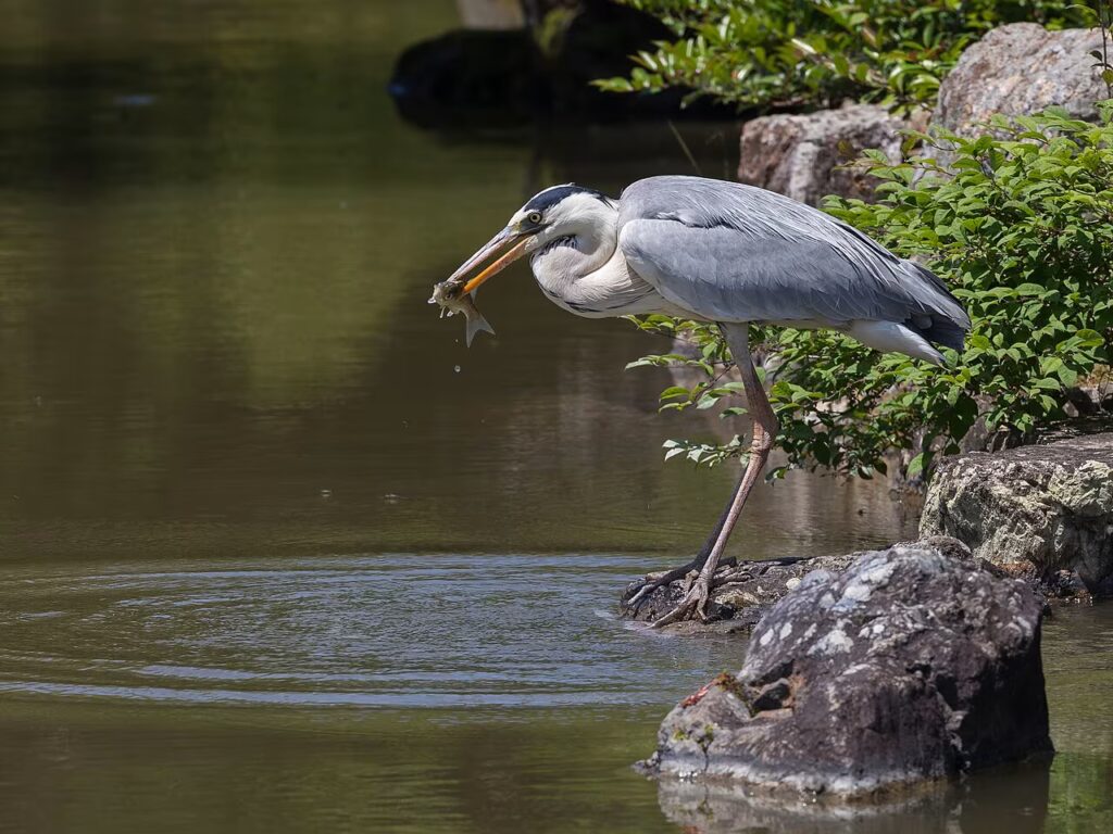 Heron