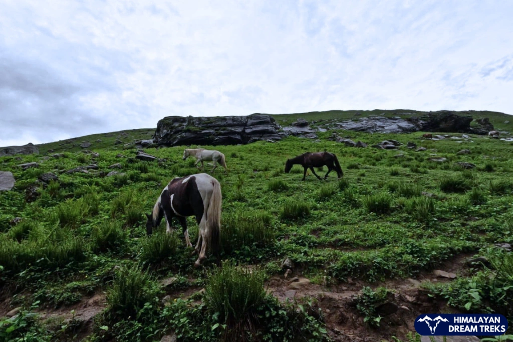 Horse grazing in green meadow at Hampta Pass