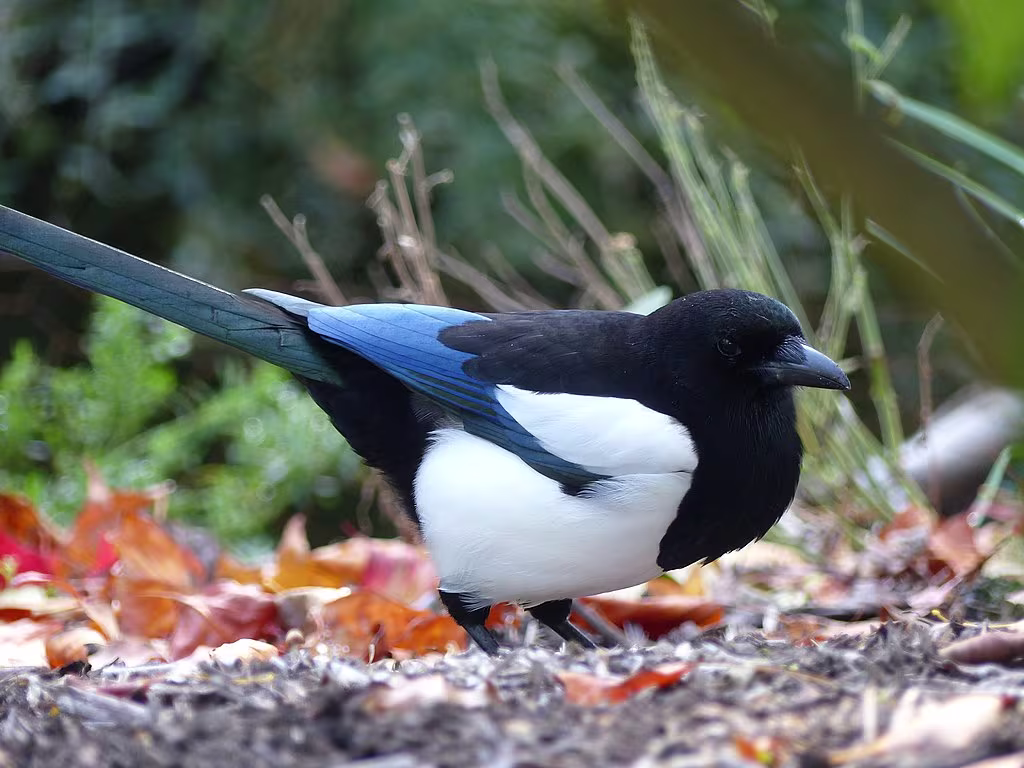 Magpie