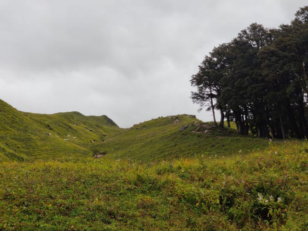 Meadow Trek