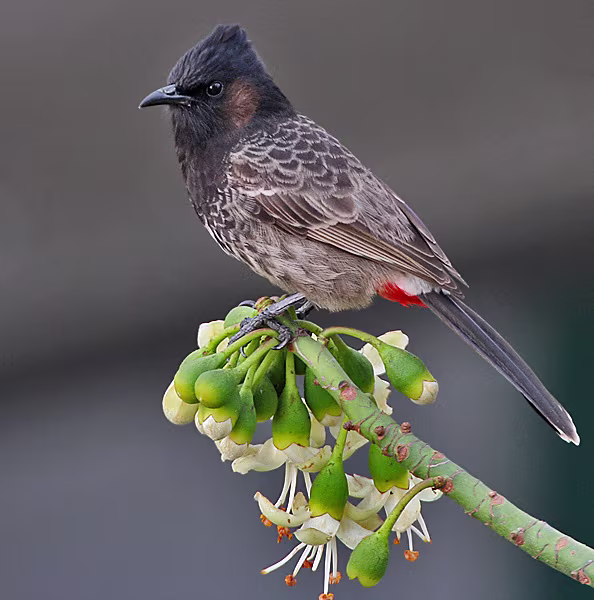 Bulbul