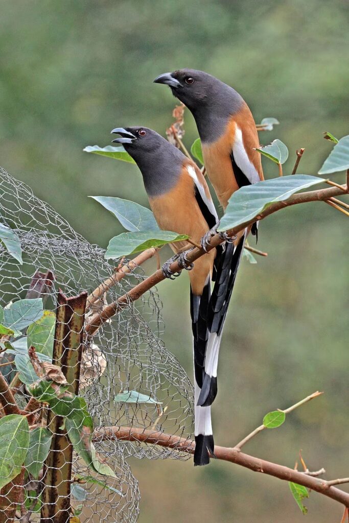 Rufous_treepie