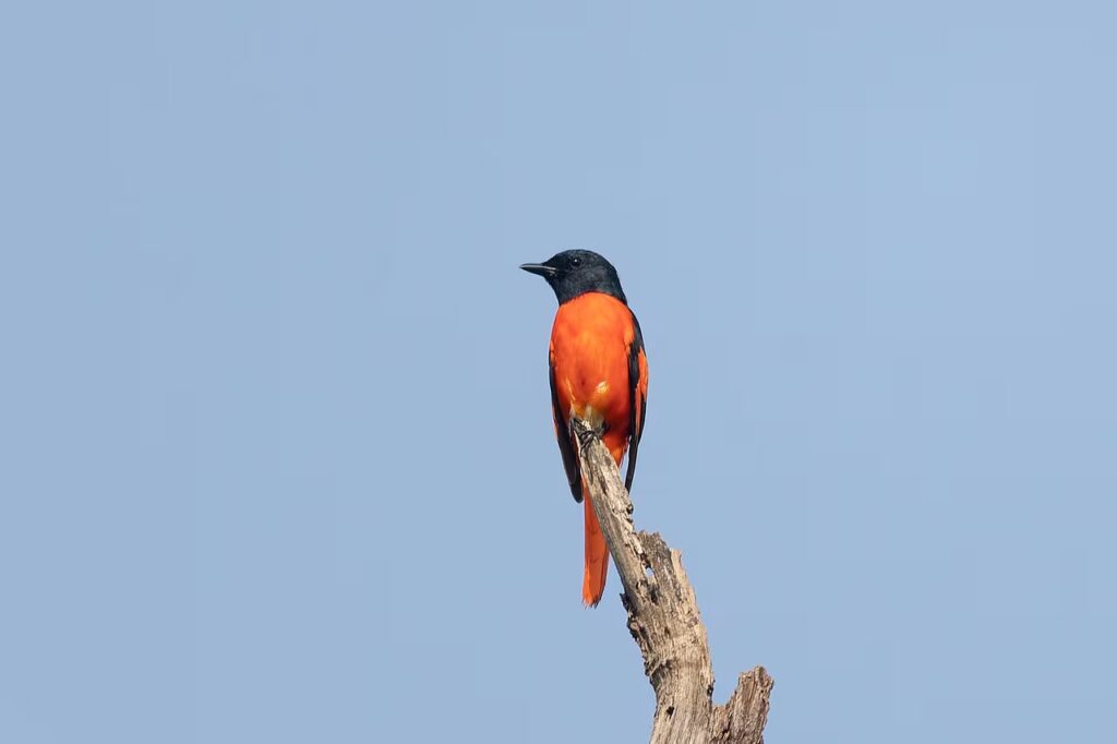 Minivet