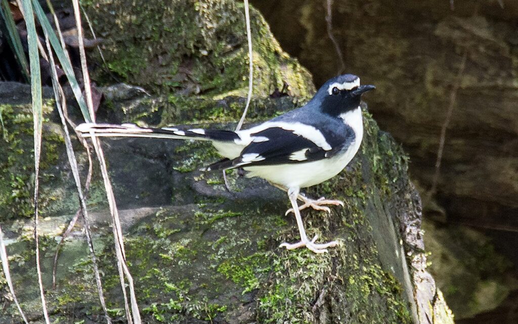 Forktail
