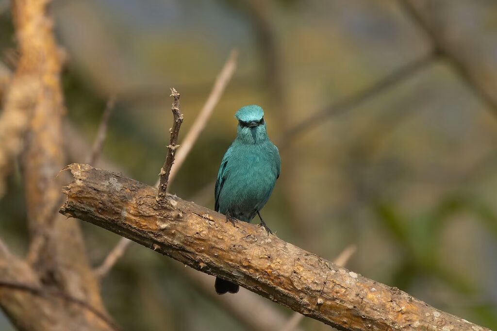 flycatcher