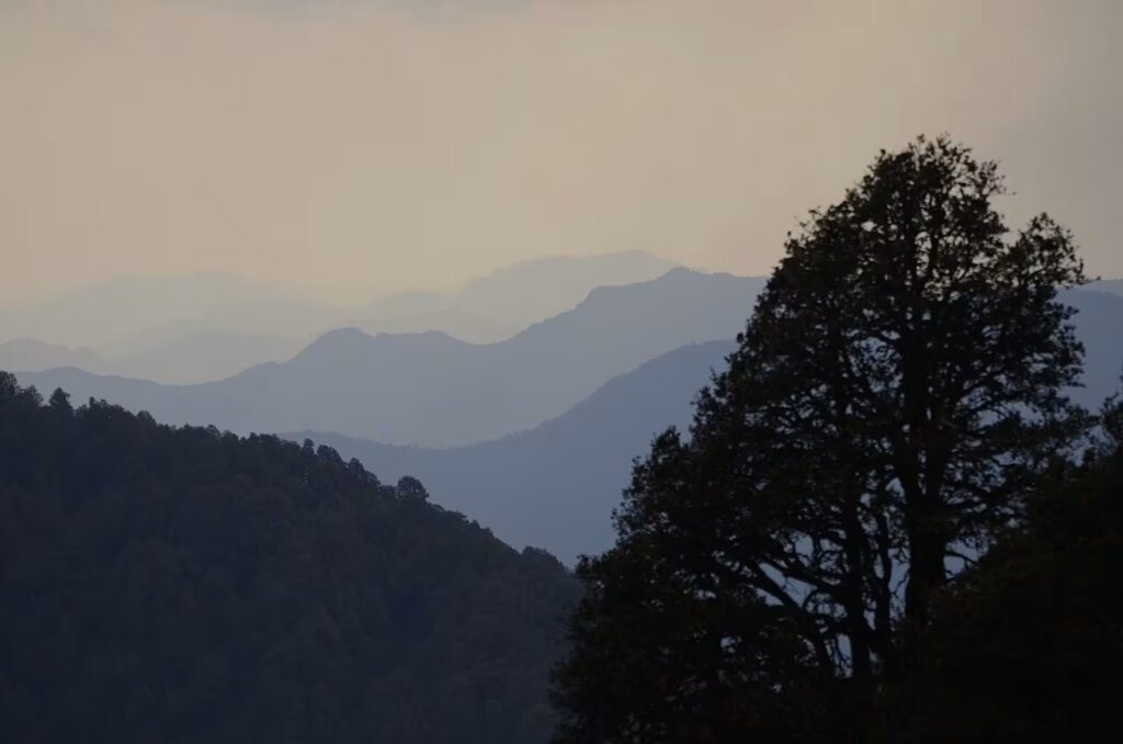 KWLS Forest