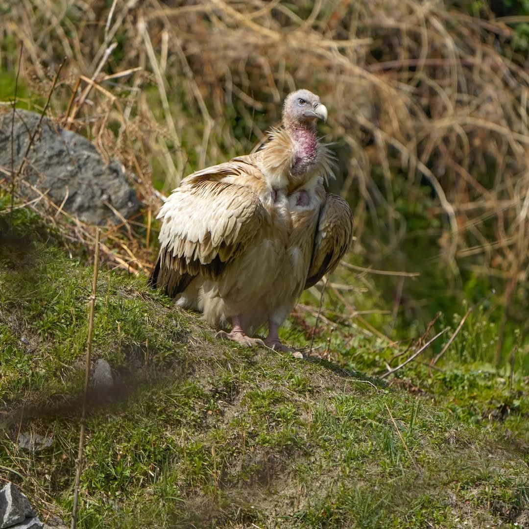 A vulture looking around in Govind Pashu Vihar sanctuary