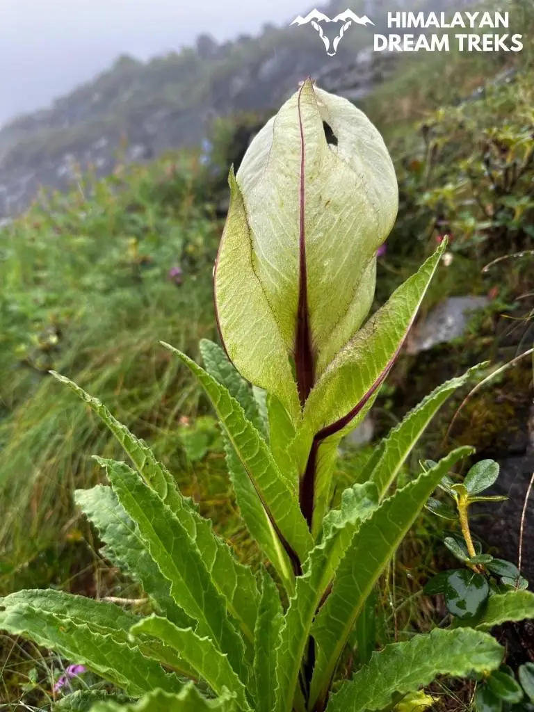 Brahma Kamal (Saussurea obvallata) found in Valley of Flowers, Uttarakhand.