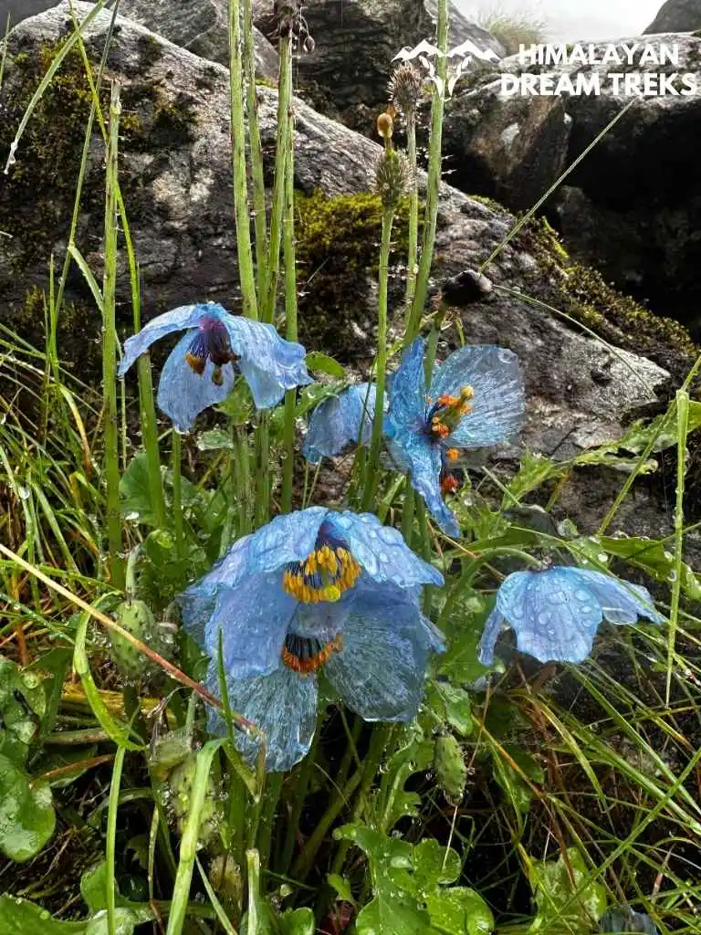 Himalayan Blue Poppy spotted in the Valley of Flowers, Uttarakhand
