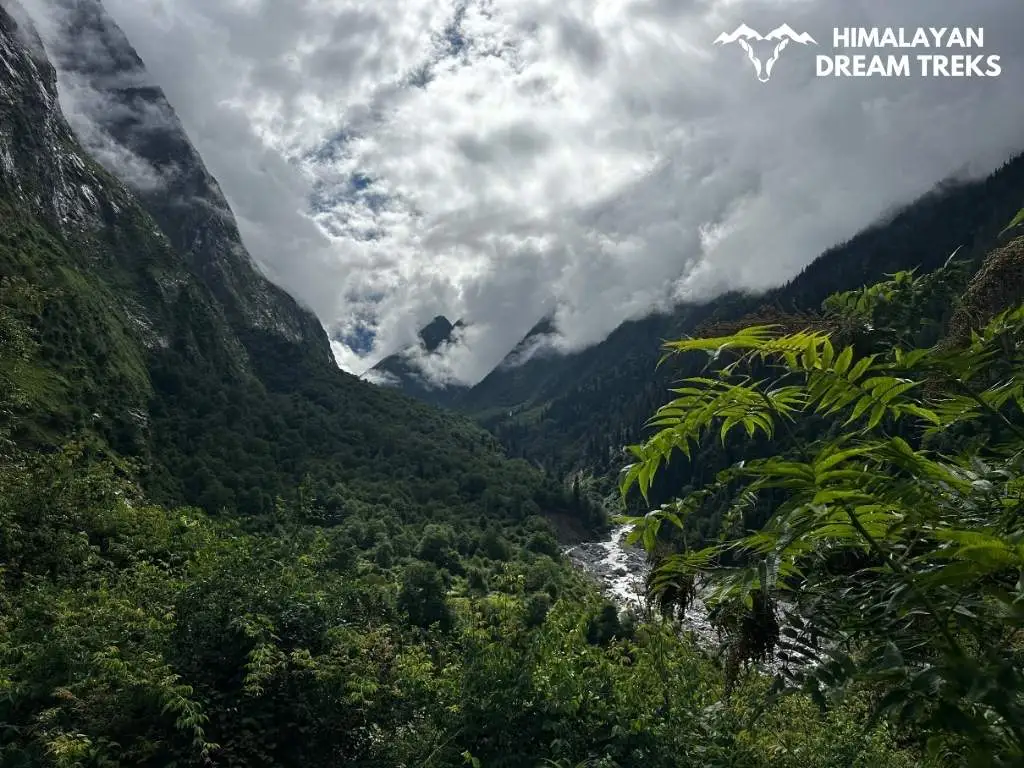 View of dense forest and water stream on the way to Ghangaria from Govind Ghat