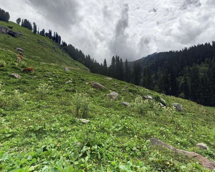 Lush green valley of Kullu side of Hampta Pass
