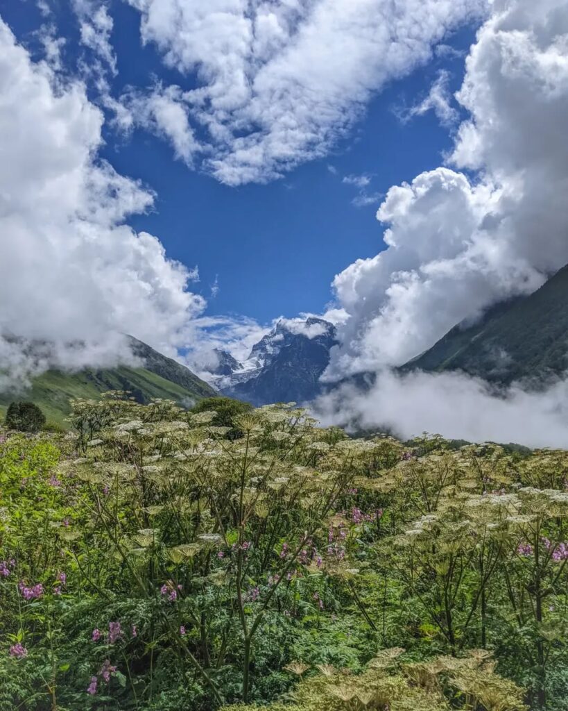 beauty of Valley of Flowers