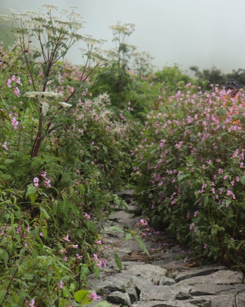 A narrow trail winding through a valley, flanked on both sides by vibrant blooming flowers
