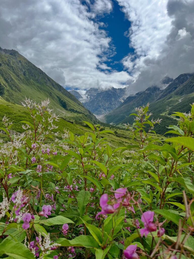 A lush green valley with fresh grass and early-blooming flowers, set against a backdrop of towering mountains
