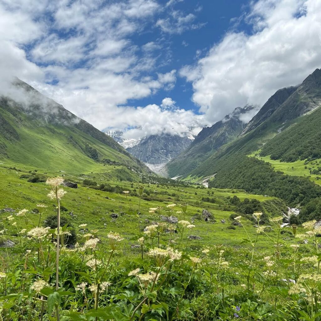 Rolling green meadows with scattered blossoms beneath a cloudy sky in the Valley of Flowers

