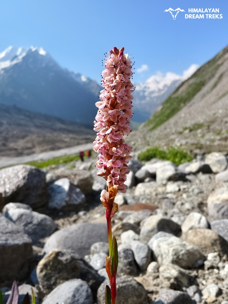 Bistorta Affinis found on Auden Col Trek near Chowki Campsite