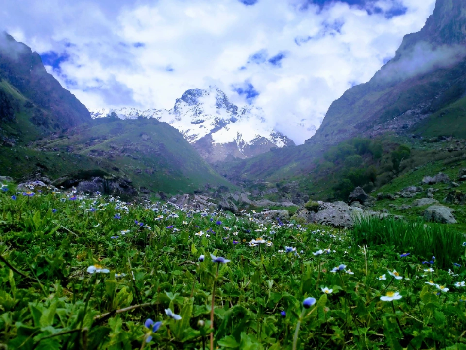 Blooming Flowers in Har ki Dun Valllay in Monsoon