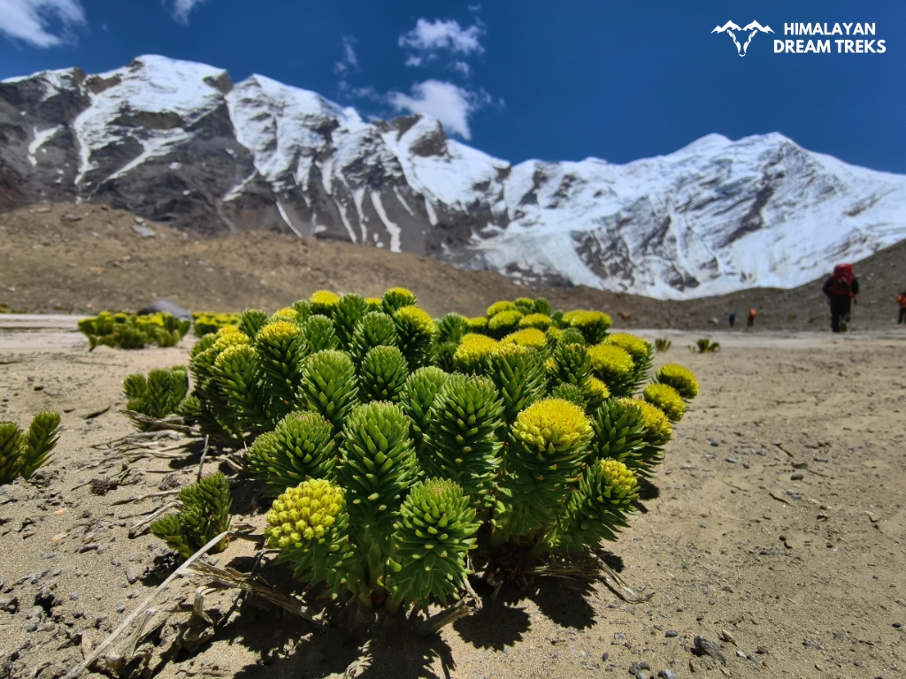 Rhodiola Rodea found during the trek