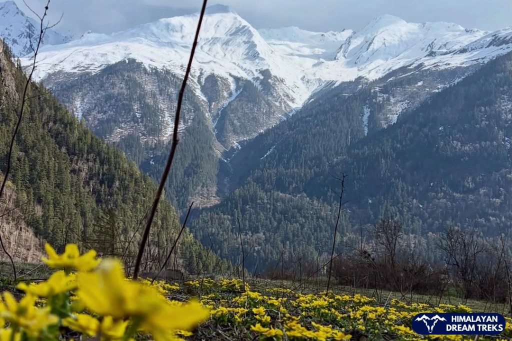 Colorful spring flowers in the foreground with snow-capped peaks at Har Ki Dun